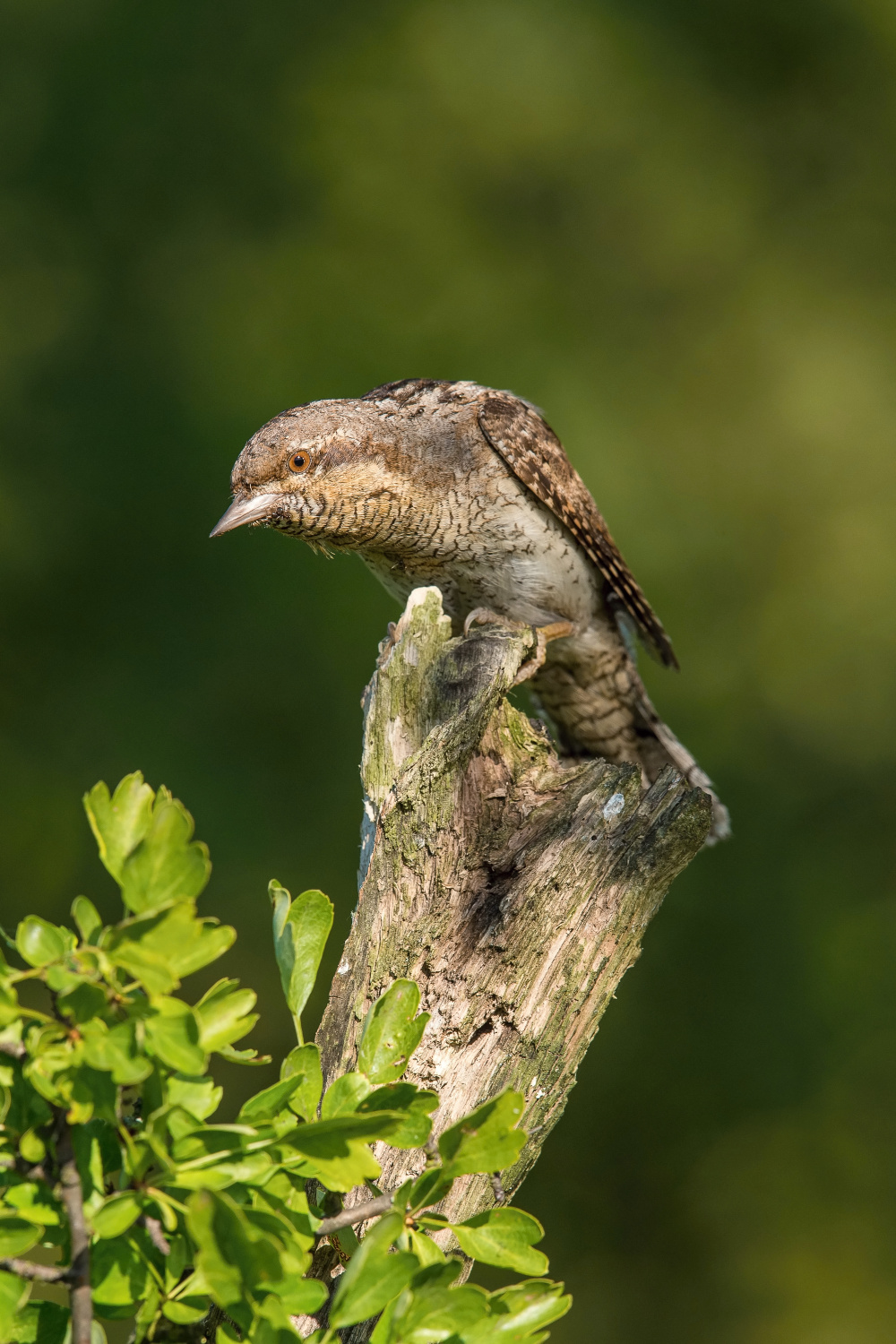 krutihlav obecný (Jynx torquilla) Eurasian wryneck