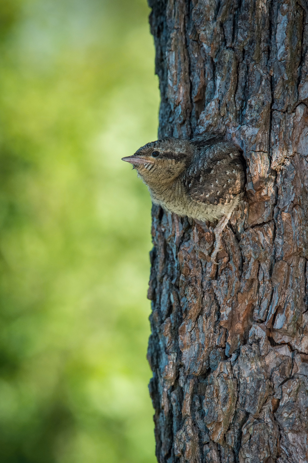 krutihlav obecný (Jynx torquilla) Eurasian wryneck