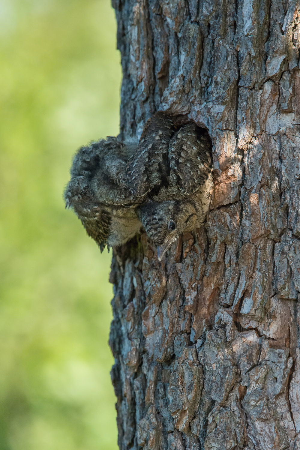 krutihlav obecný (Jynx torquilla) Eurasian wryneck