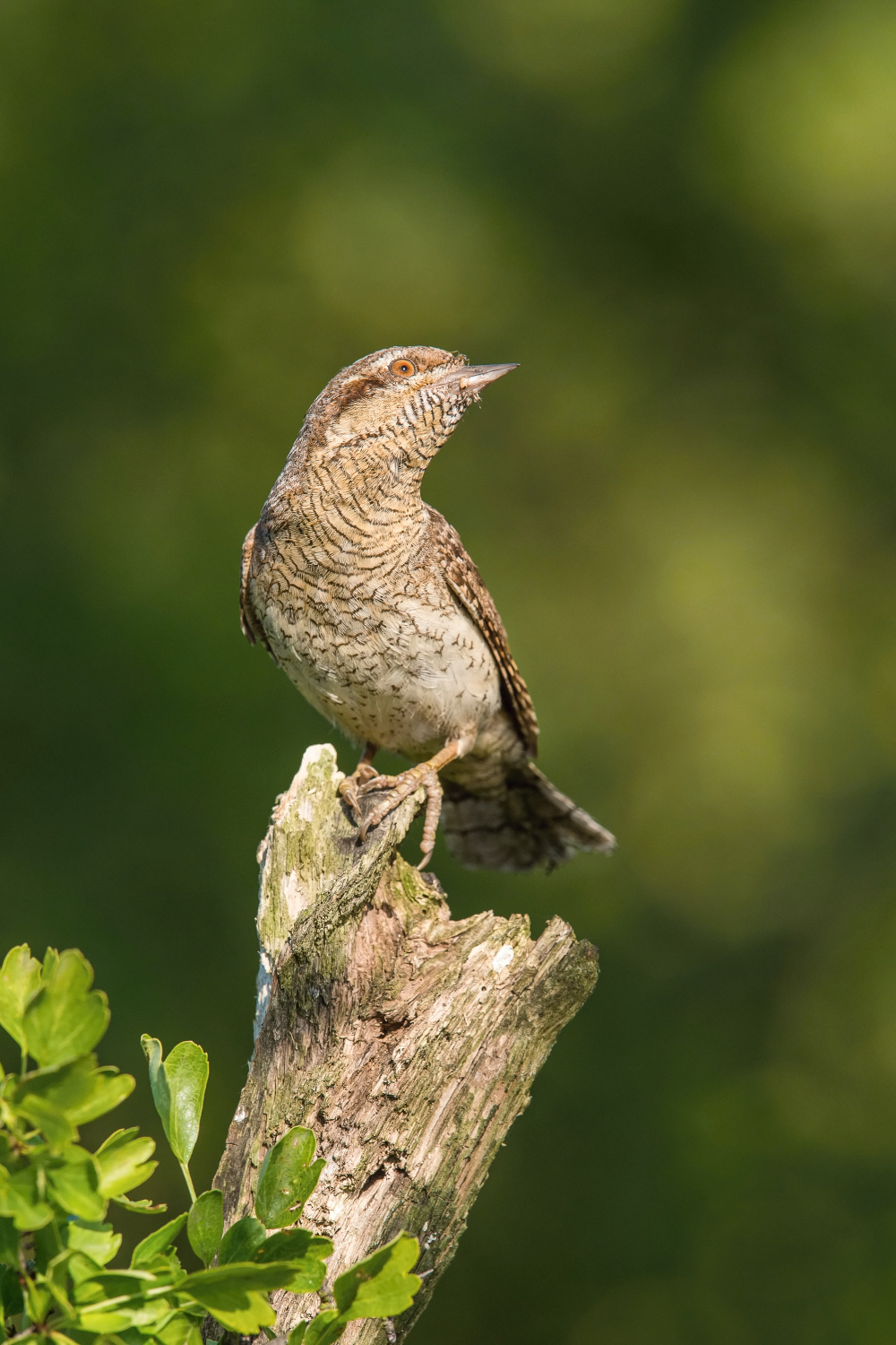 krutihlav obecný (Jynx torquilla) Eurasian wryneck