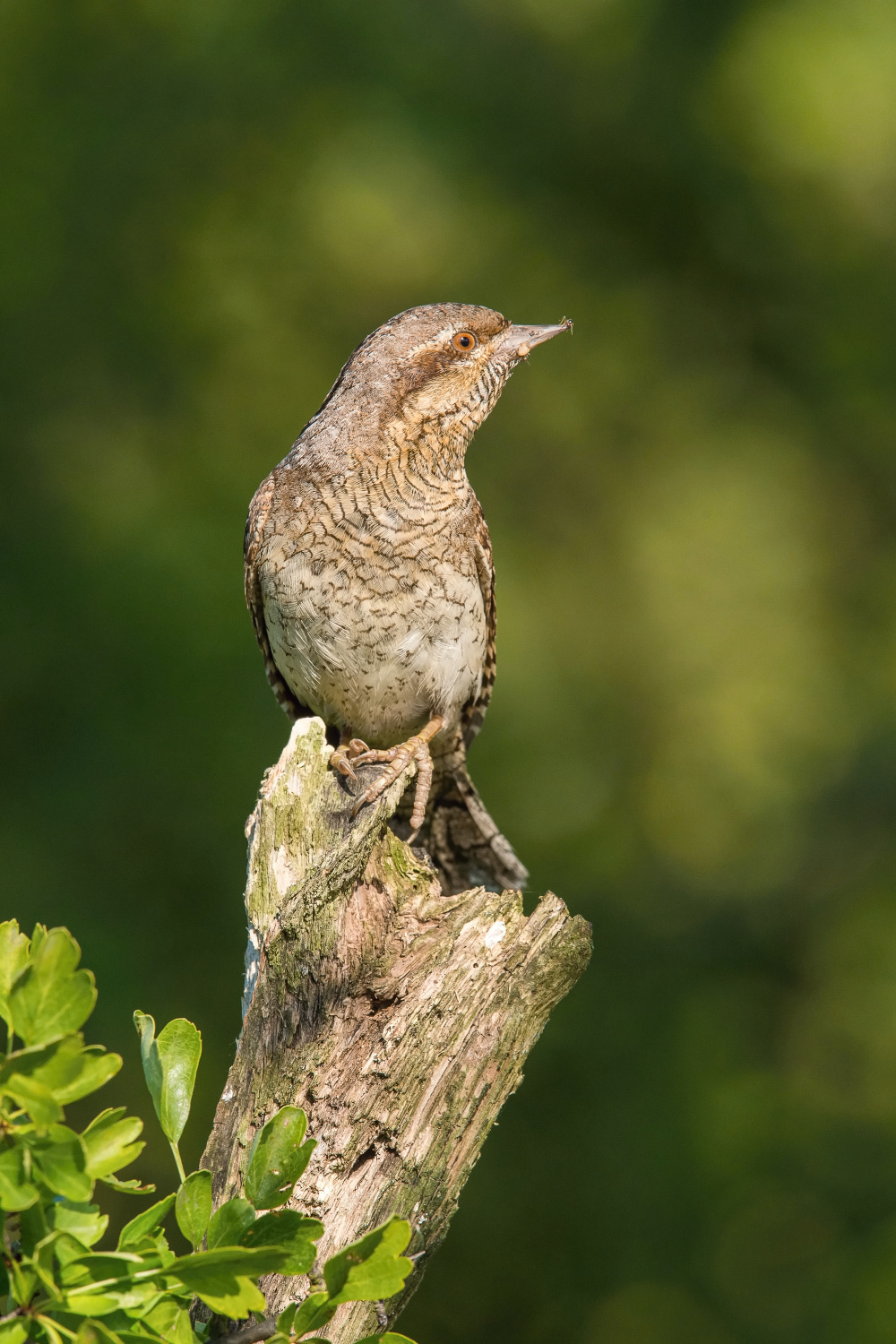 krutihlav obecný (Jynx torquilla) Eurasian wryneck