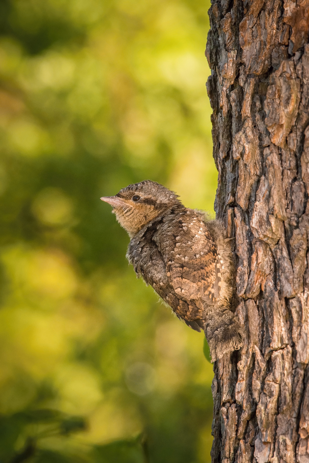 krutihlav obecný (Jynx torquilla) Eurasian wryneck