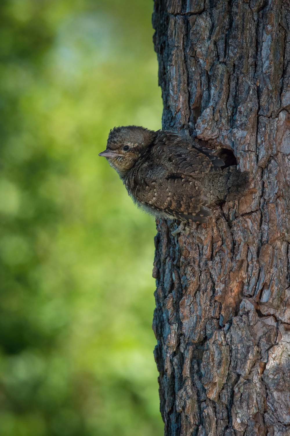 krutihlav obecný (Jynx torquilla) Eurasian wryneck