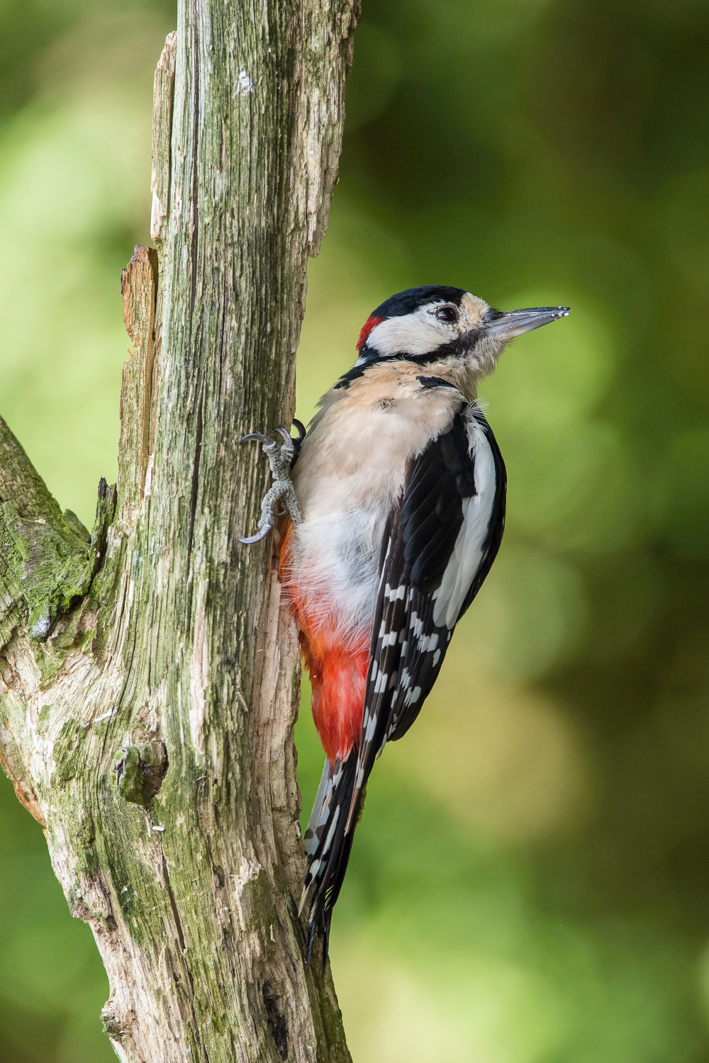 strakapoud velký (Dendrocopos major) Great spotted woodpecker