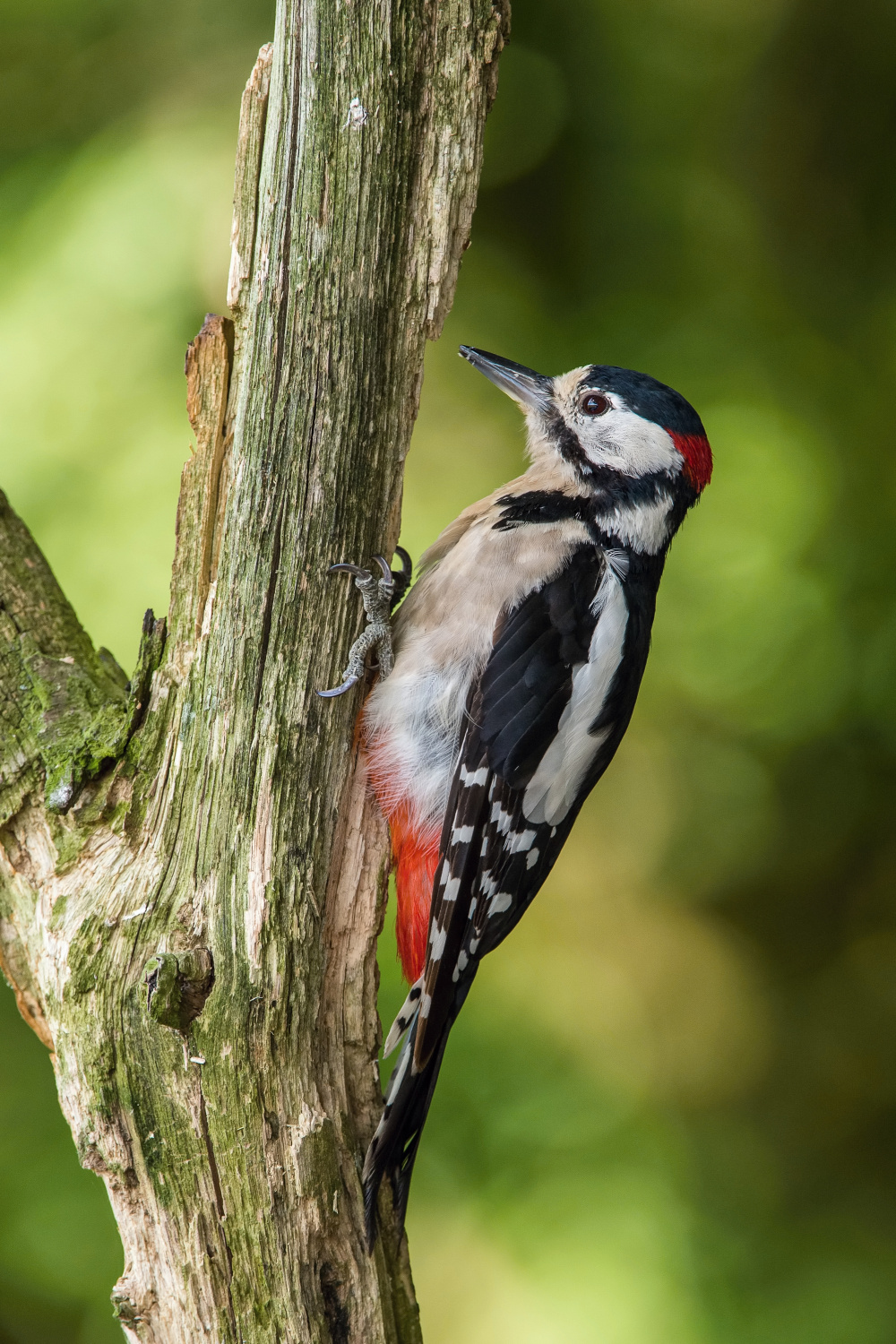 strakapoud velký (Dendrocopos major) Great spotted woodpecker