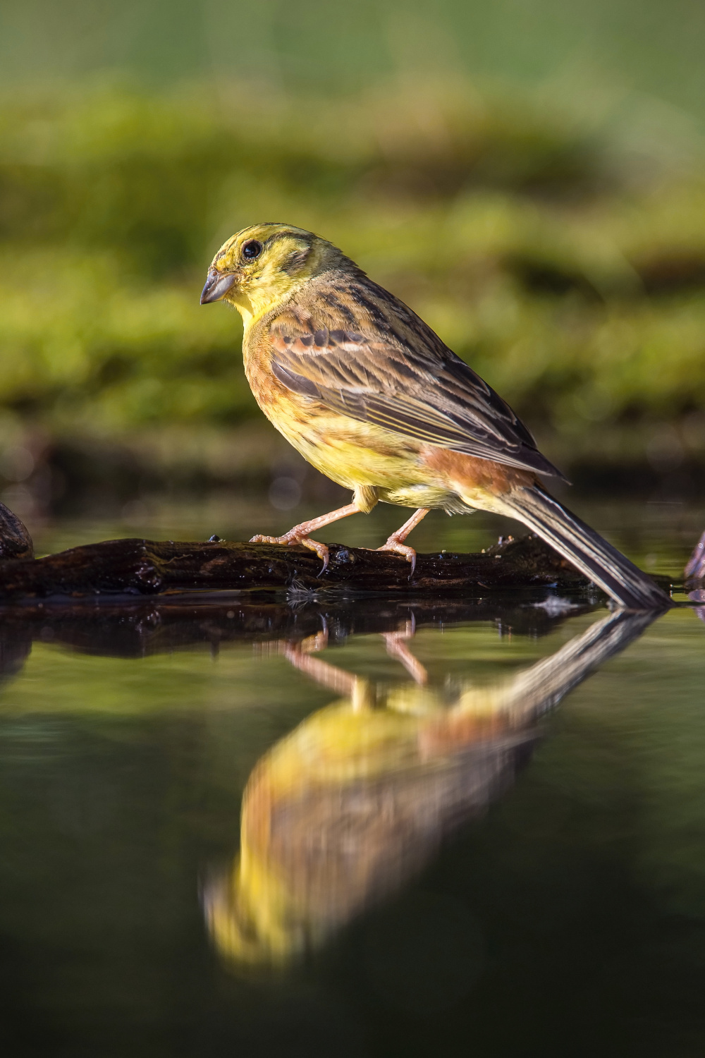 strnad obecný (Emberiza citrinella) Yellowhammer