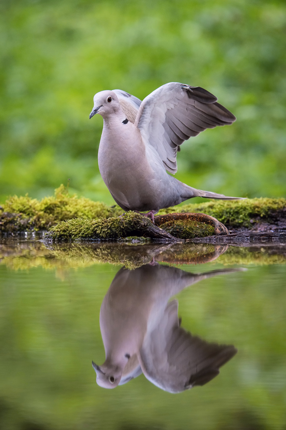 hrdlička zahradní (Streptopelia decaocto) Eurasian collared dove