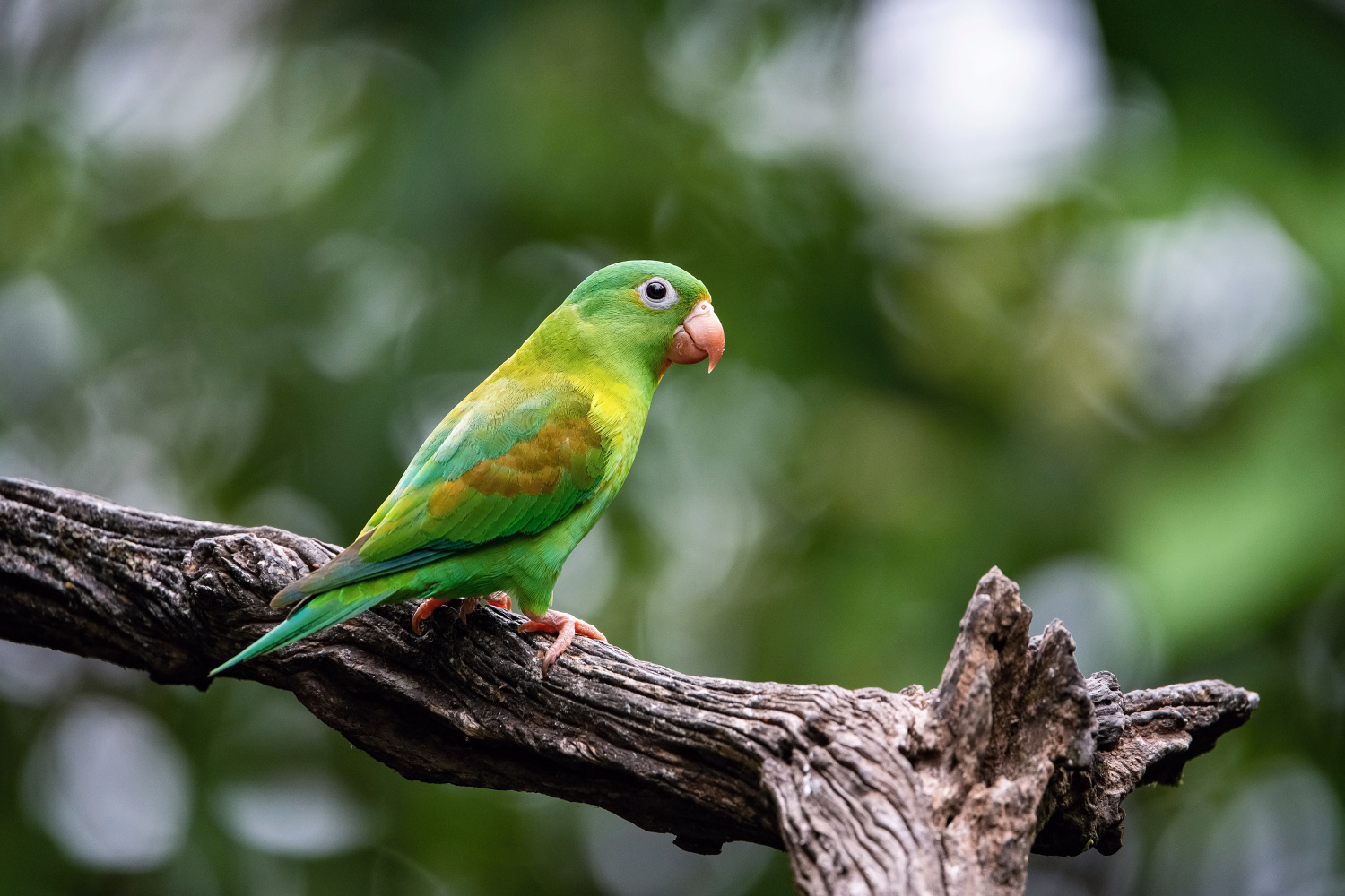 papoušek tovi (Brotogeris jugularis) Orange-chinned parakeet