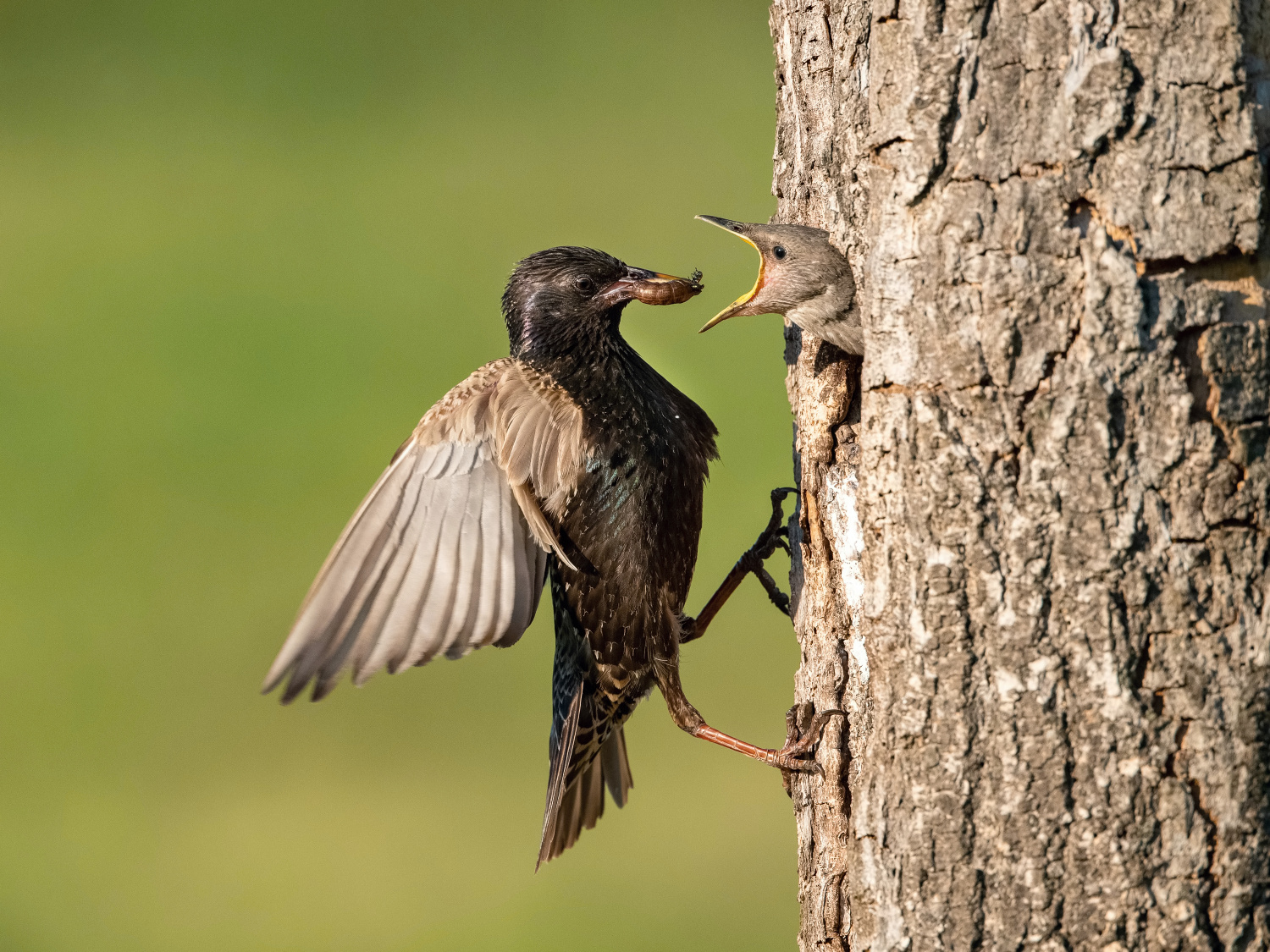 špaček obecný (Sturnus vulgaris) Common starling