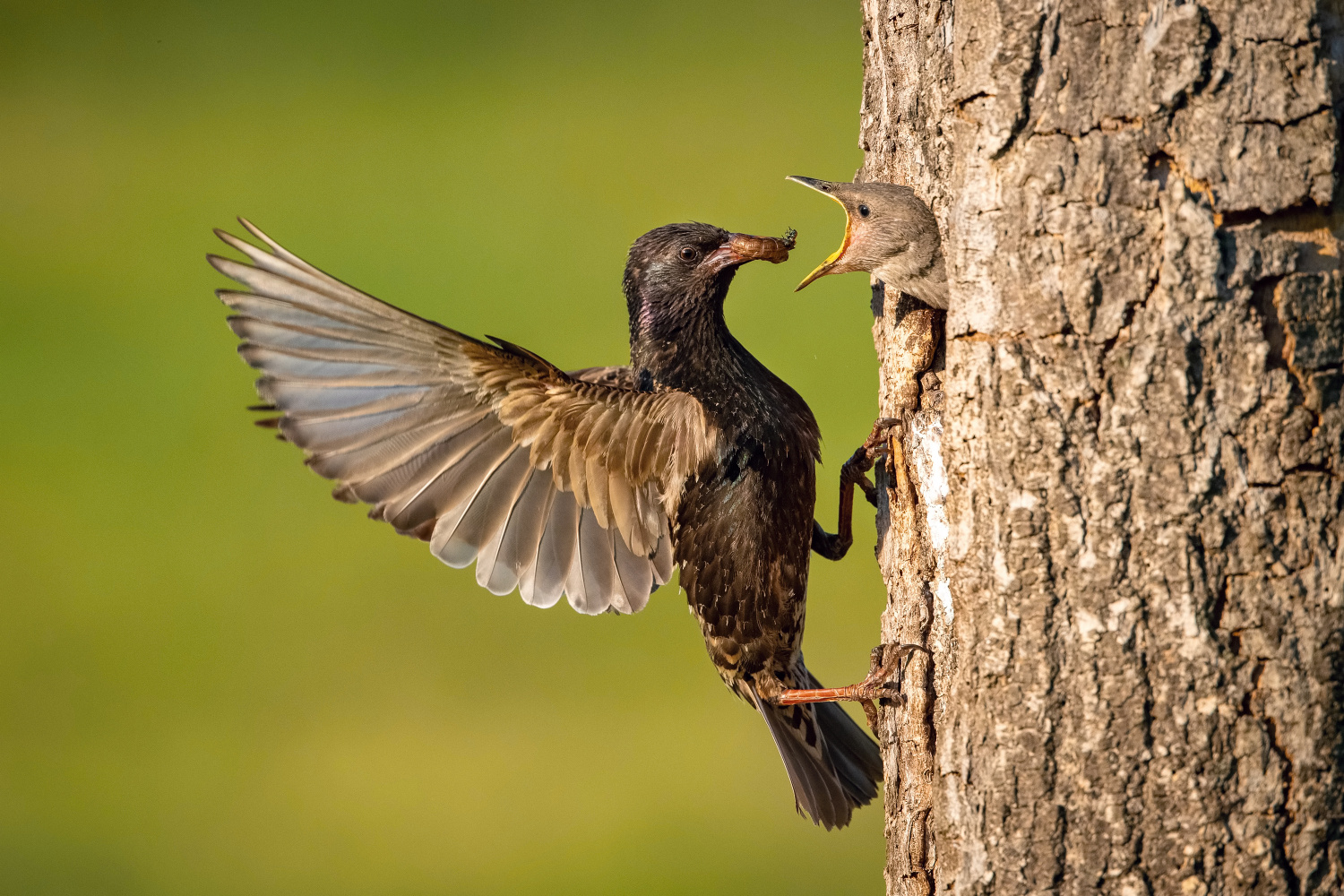 špaček obecný (Sturnus vulgaris) Common starling