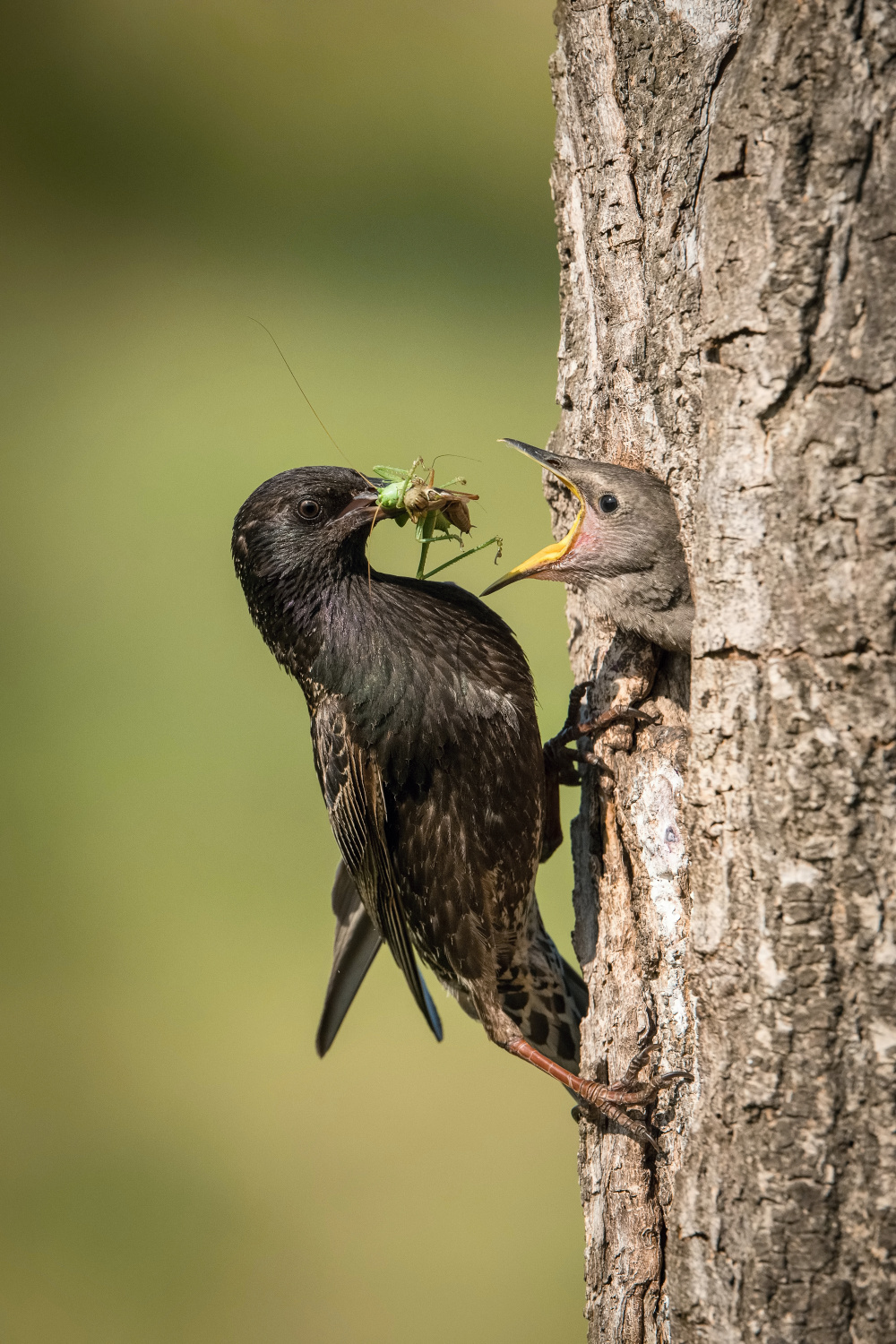 špaček obecný (Sturnus vulgaris) Common starling