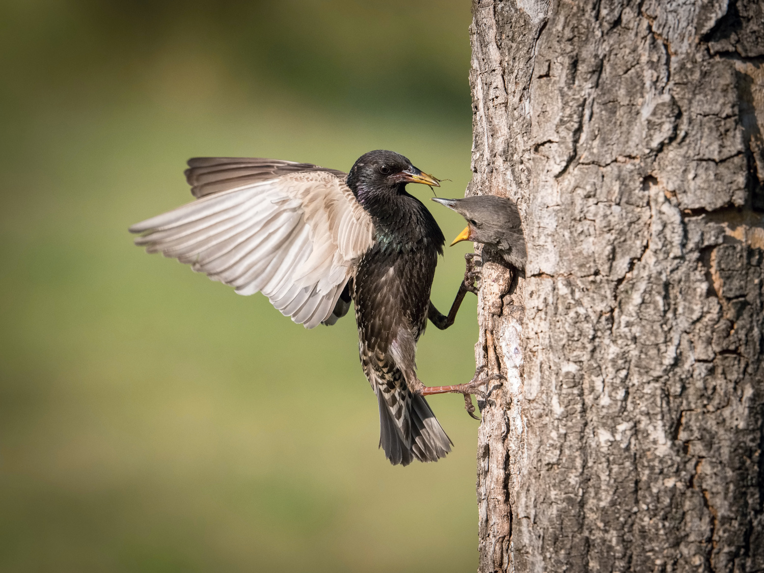 špaček obecný (Sturnus vulgaris) Common starling