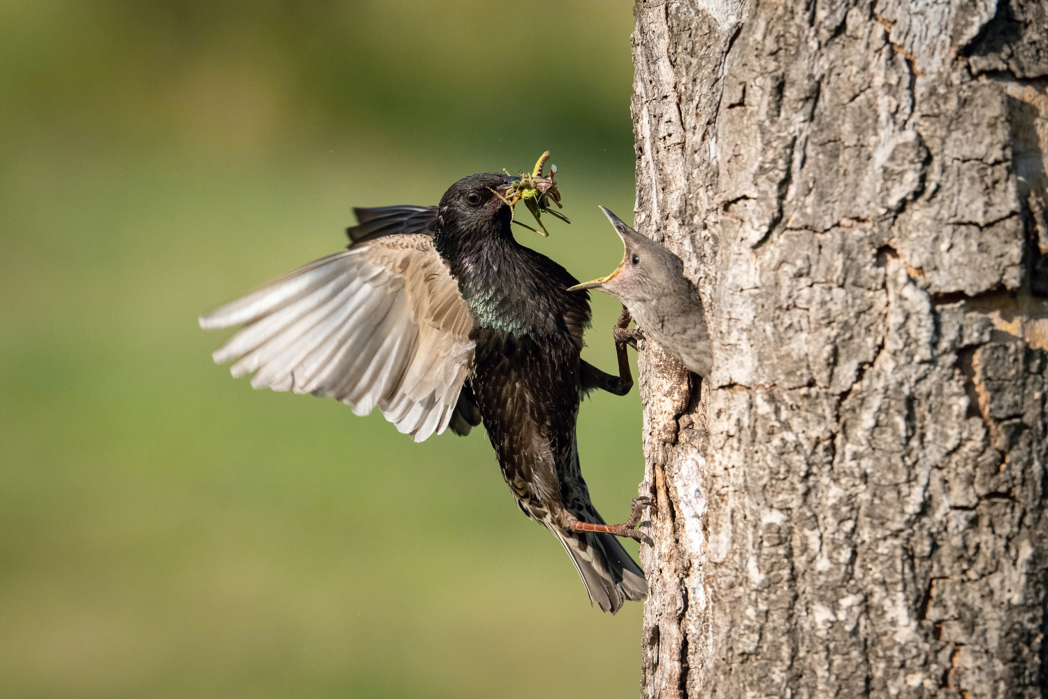 špaček obecný (Sturnus vulgaris) Common starling