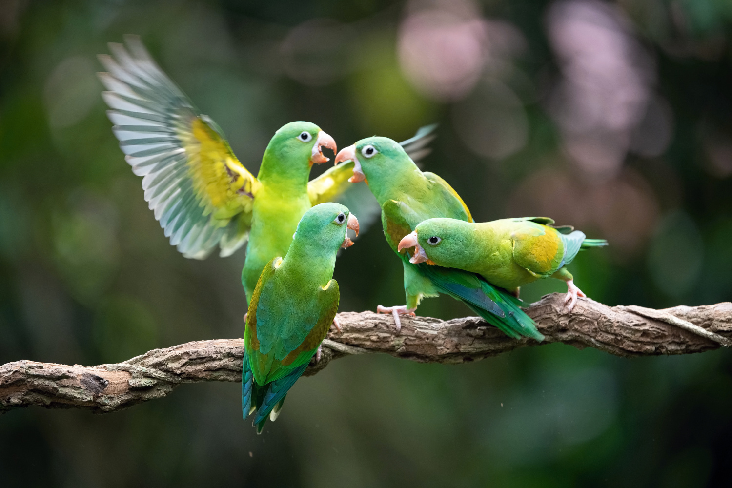 papoušek tovi (Brotogeris jugularis) Orange-chinned parakeet