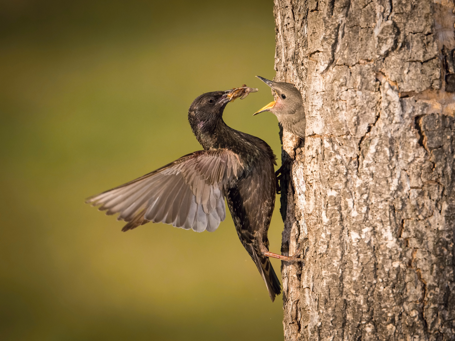 špaček obecný (Sturnus vulgaris) Common starling