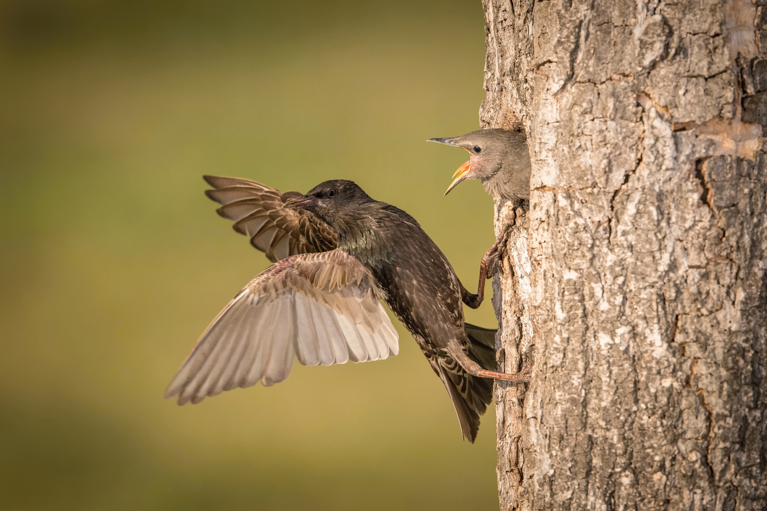 špaček obecný (Sturnus vulgaris) Common starling