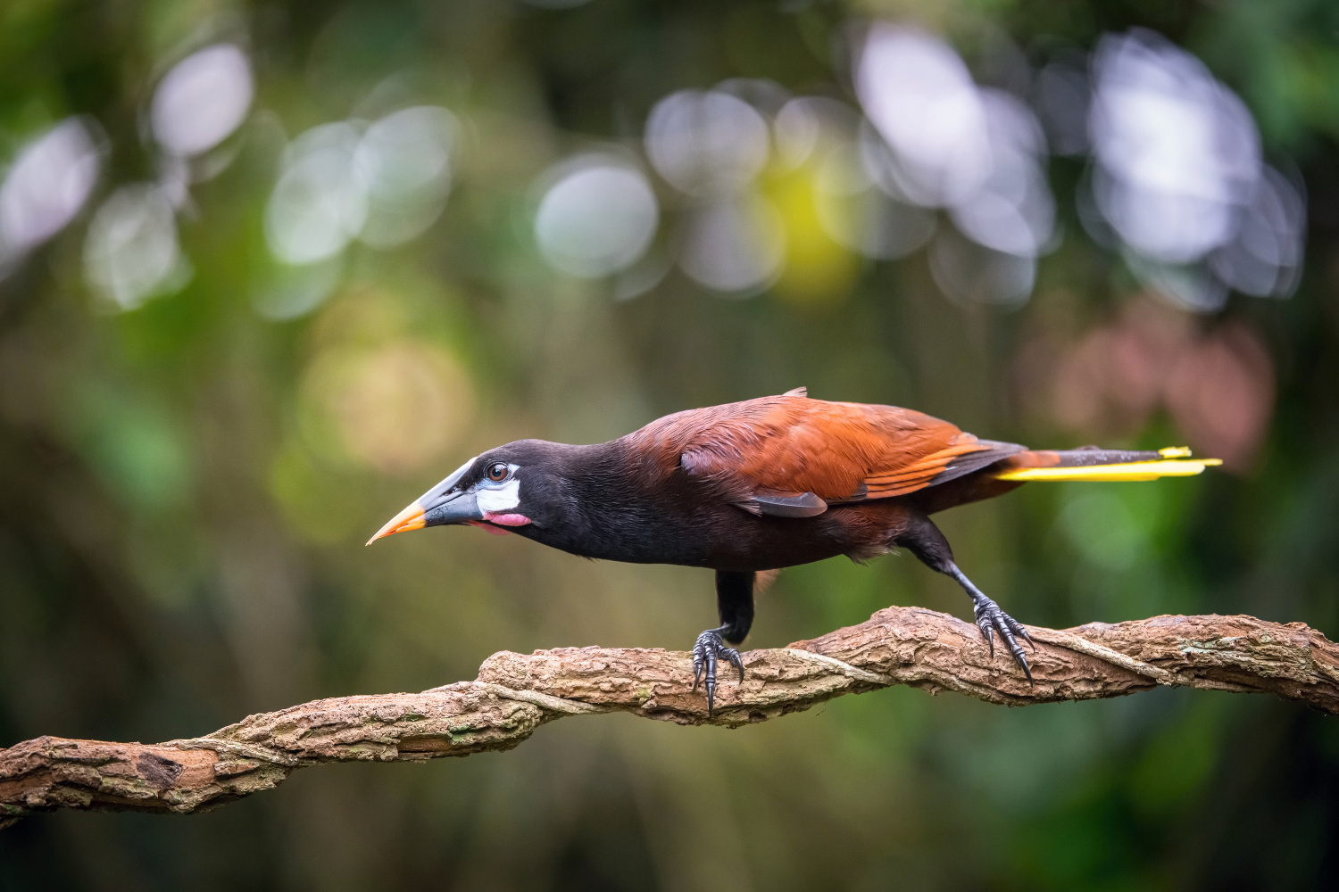 vlhovec obrovský (Psarocolius montezuma) Montezuma oropendola