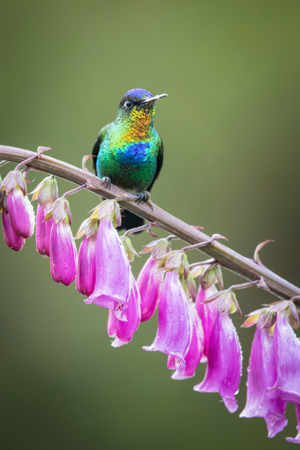 kolibřík ohnivobradý (Panterpe insignis) Fiery-throated hummingbird