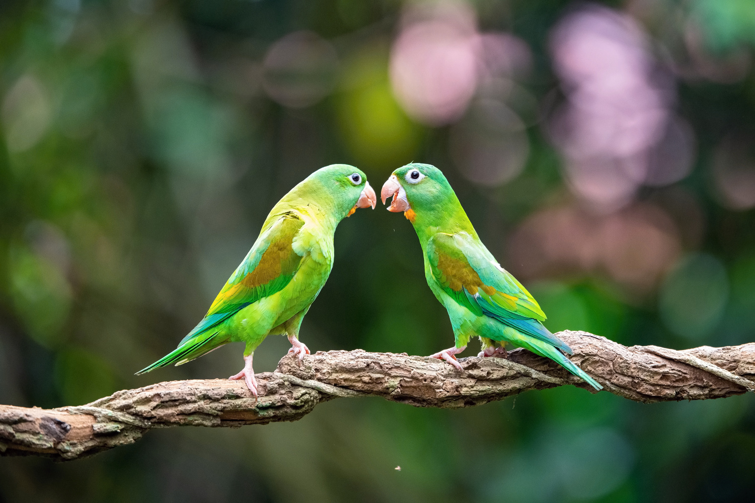 papoušek tovi (Brotogeris jugularis) Orange-chinned parakeet