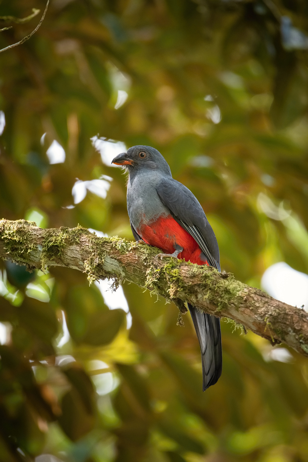 trogon Massenův (Trogon massena) Slaty-tailed trogon