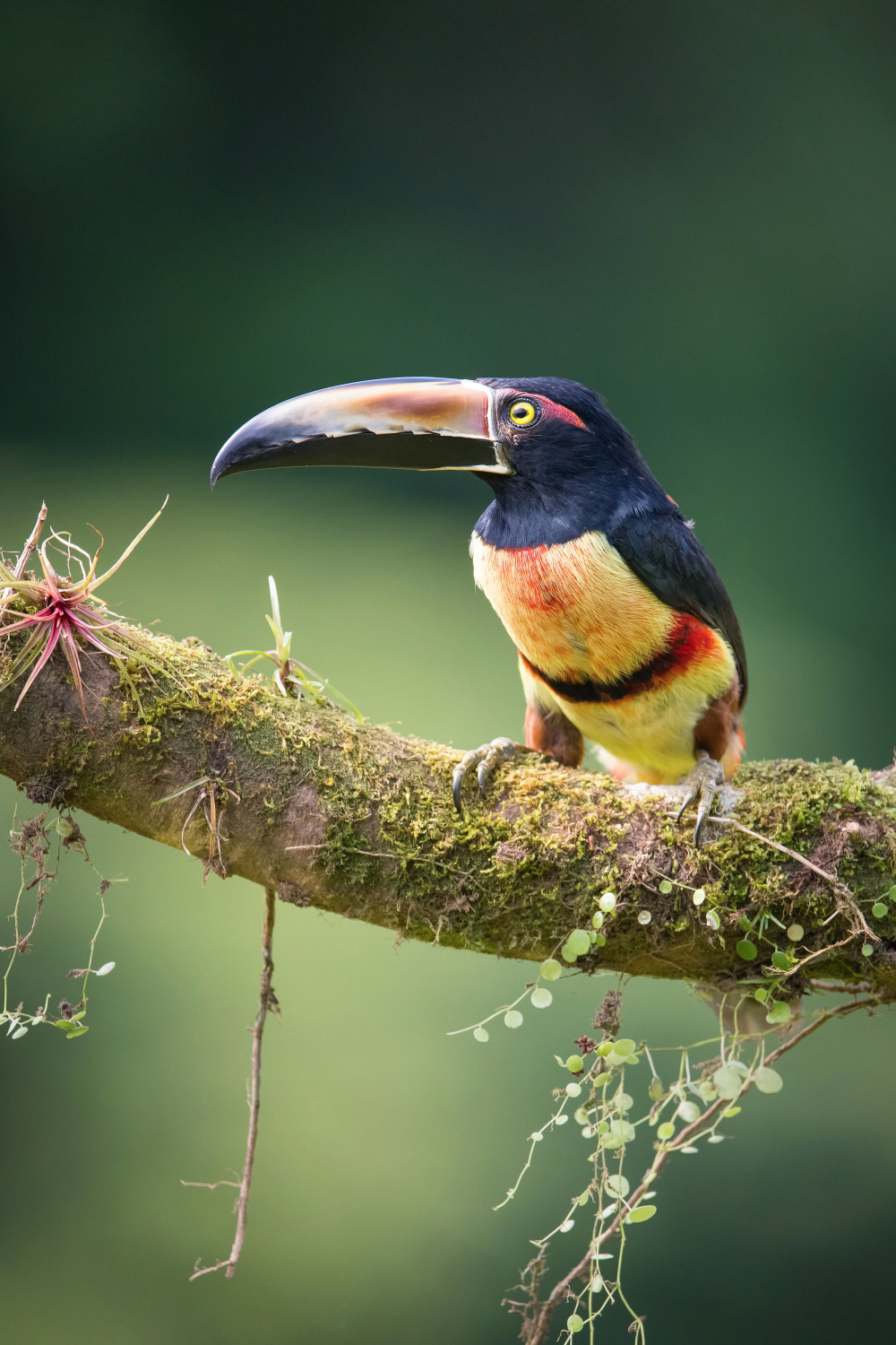 arassari pestrý (Pteroglossus erythropygius) Pale-mandibled aracari