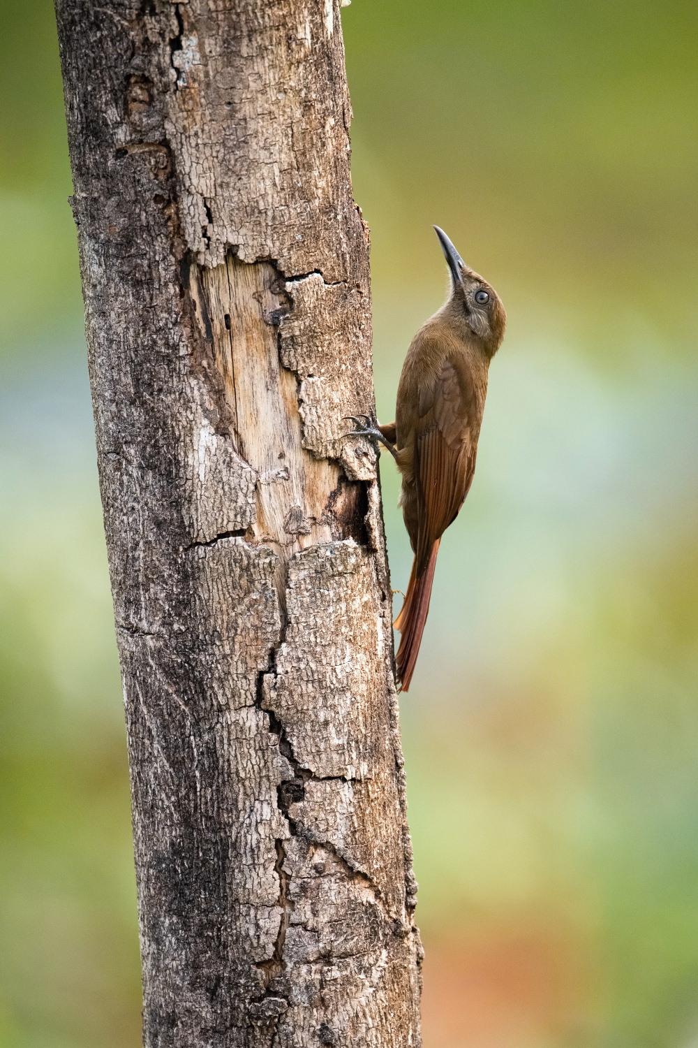 klouzálek šedolící (Dendrocincla fuliginosa) Plain-brown woodcreeper