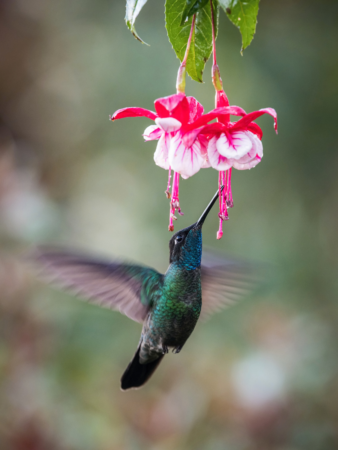 kolibřík skvostný (Eugenes fulgens) Rivoli´s hummingbird