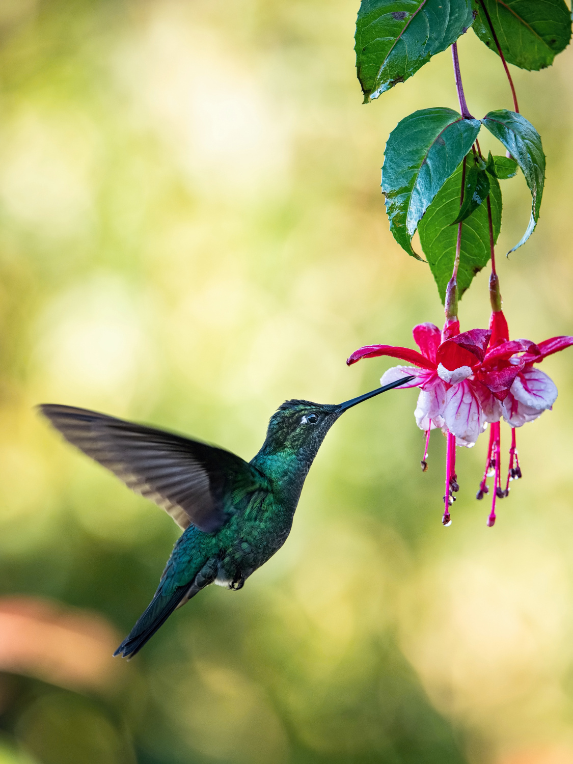 kolibřík skvostný (Eugenes fulgens) Rivoli´s hummingbird