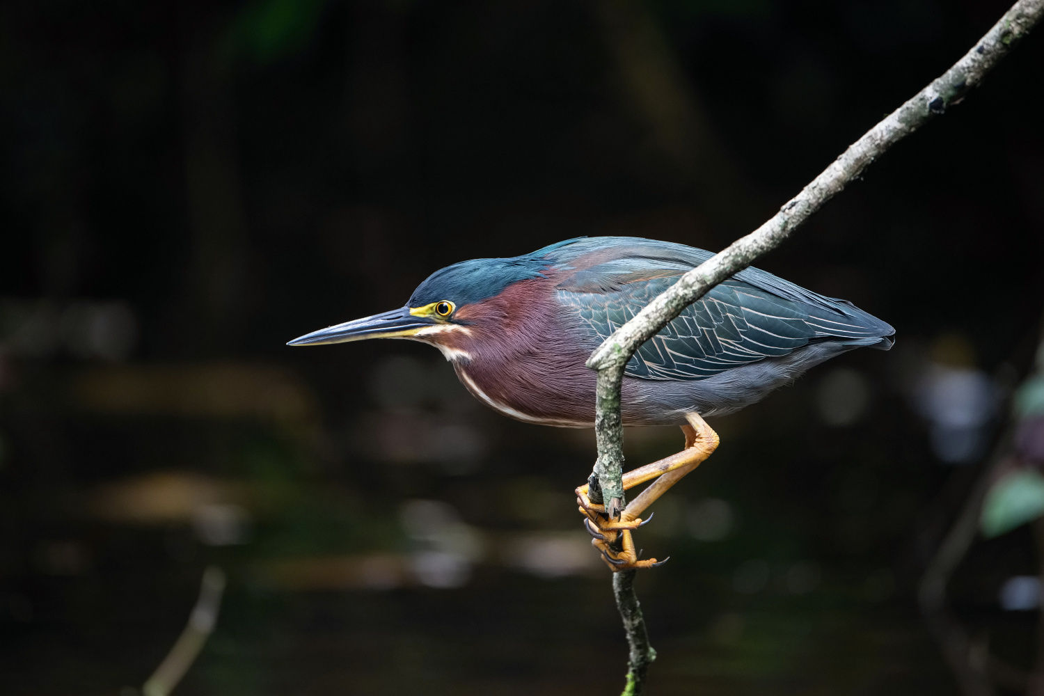 volavka zelená (Butorides virescens) Green heron