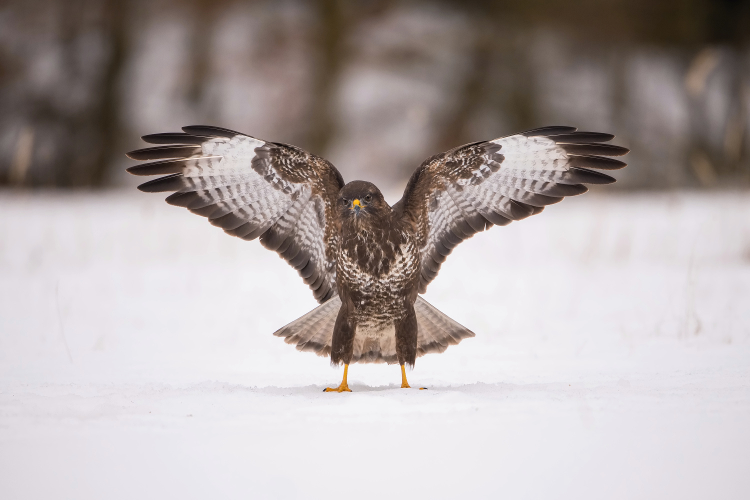 káně lesní (Buteo buteo) Common buzzard