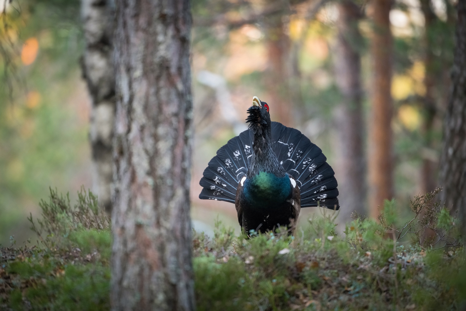 tetřev hlušec (Tetrao urogallus) Western capercaillie