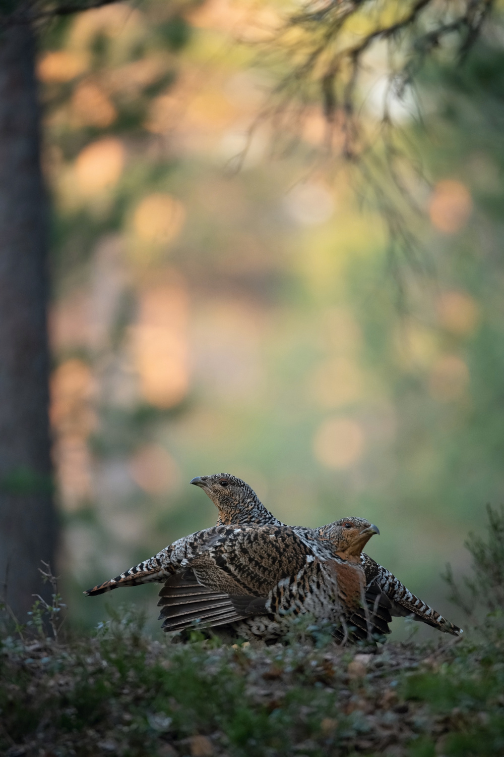 tetřev hlušec (Tetrao urogallus) Western capercaillie