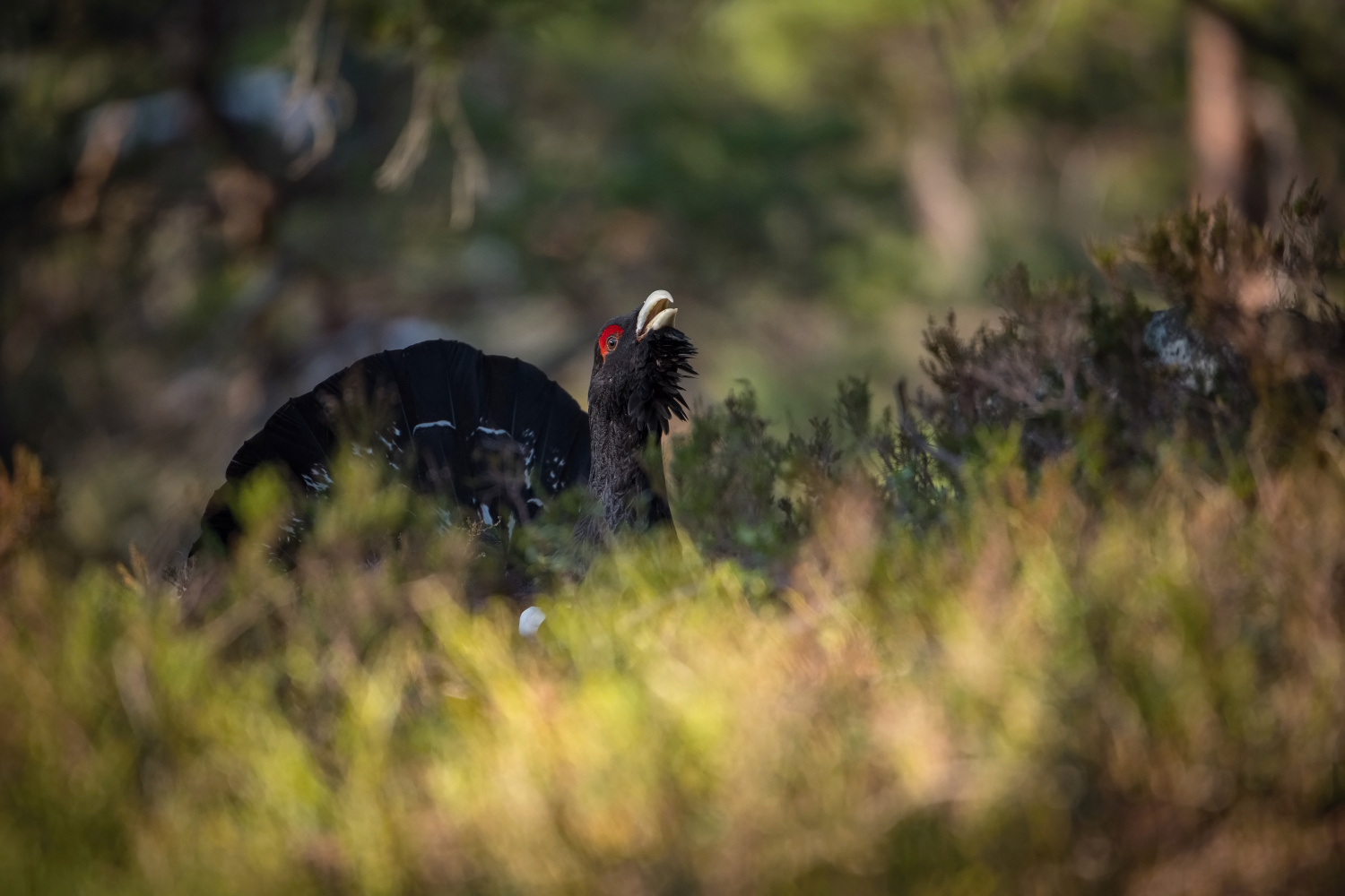 tetřev hlušec (Tetrao urogallus) Western capercaillie