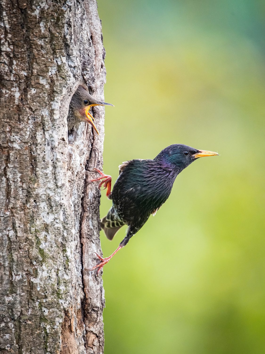 špaček obecný (Sturnus vulgaris) Common starling