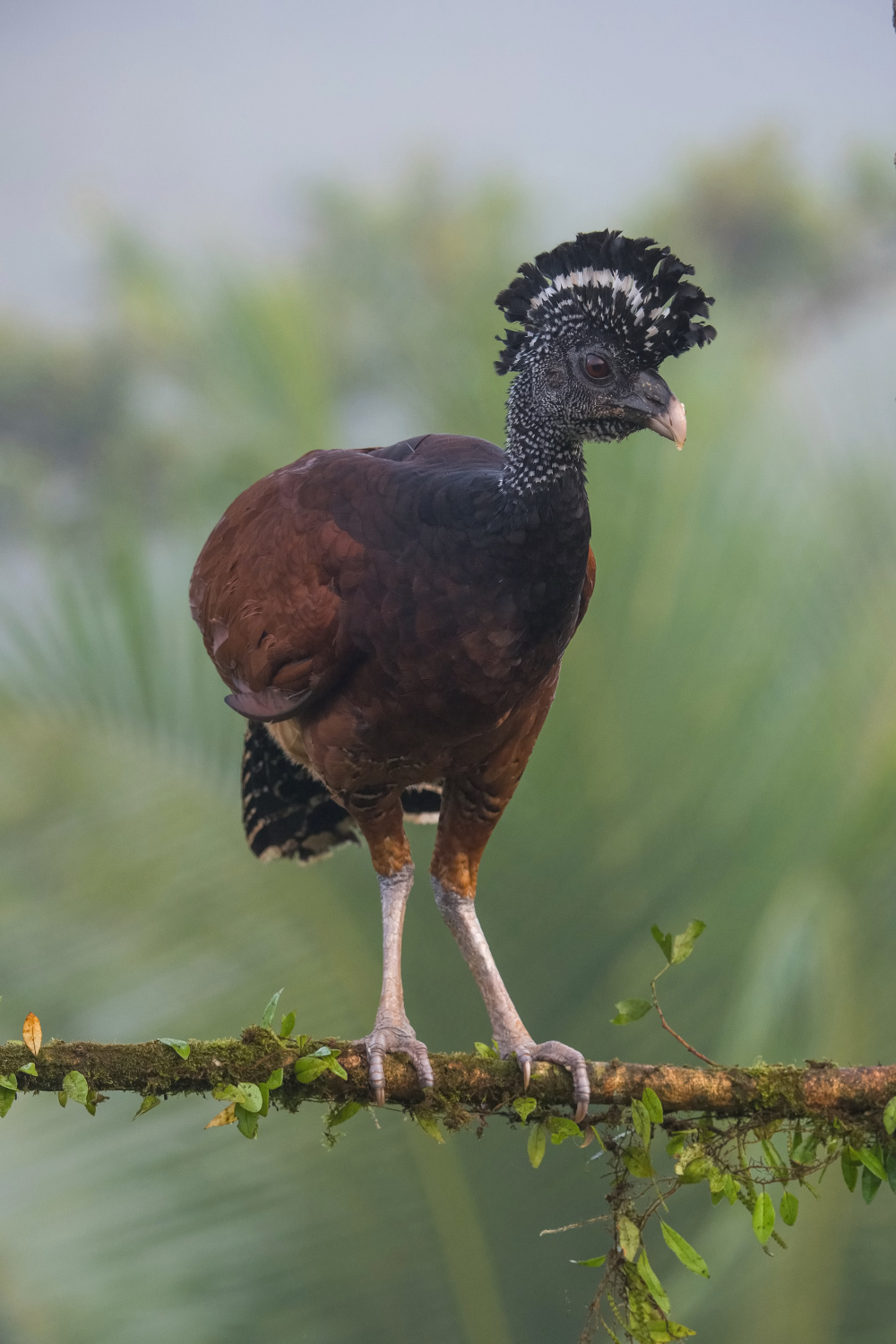 hoko proměnlivý (Crax rubra) Great curassow