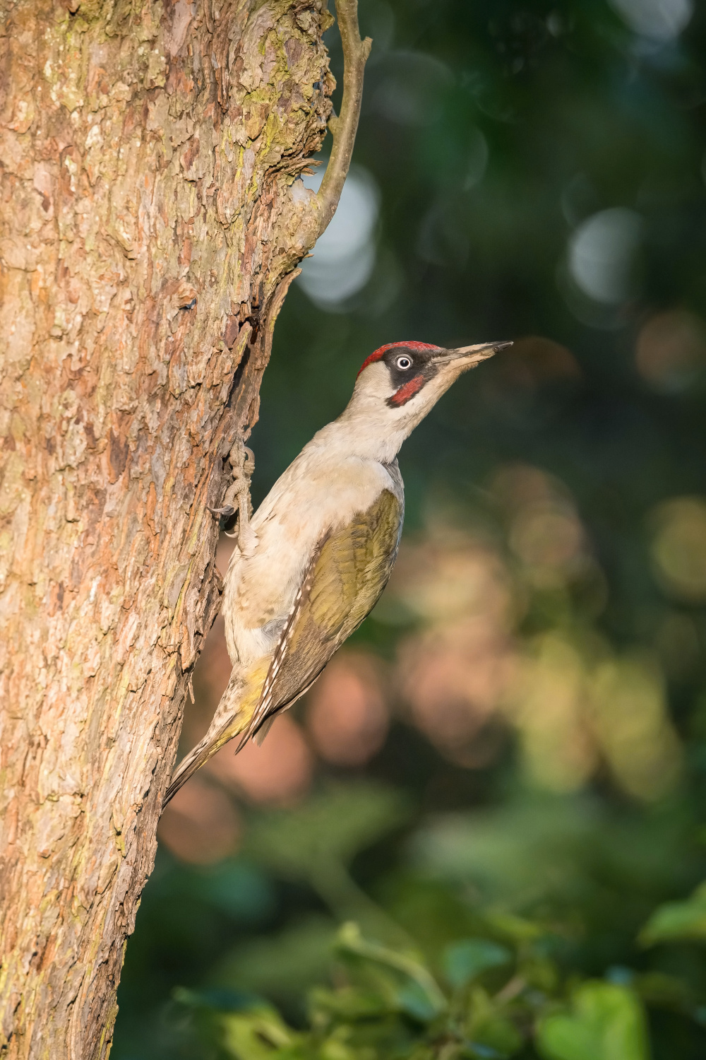 žluna zelená (Picus viridis) European green woodpecker