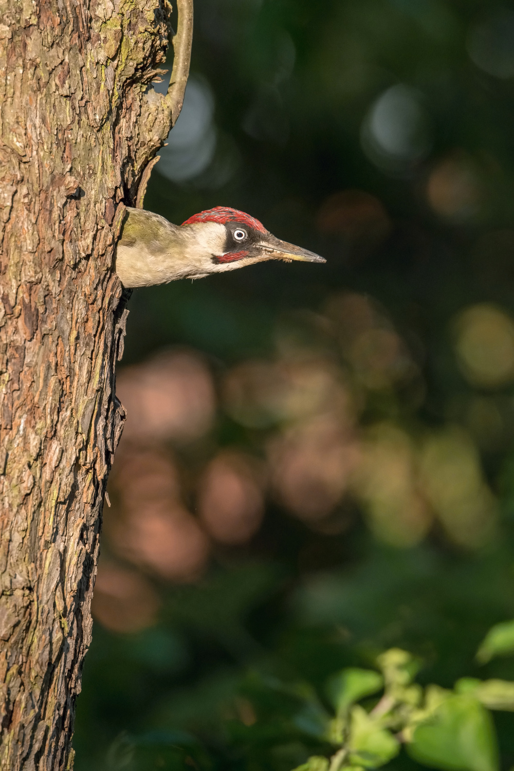 žluna zelená (Picus viridis) European green woodpecker