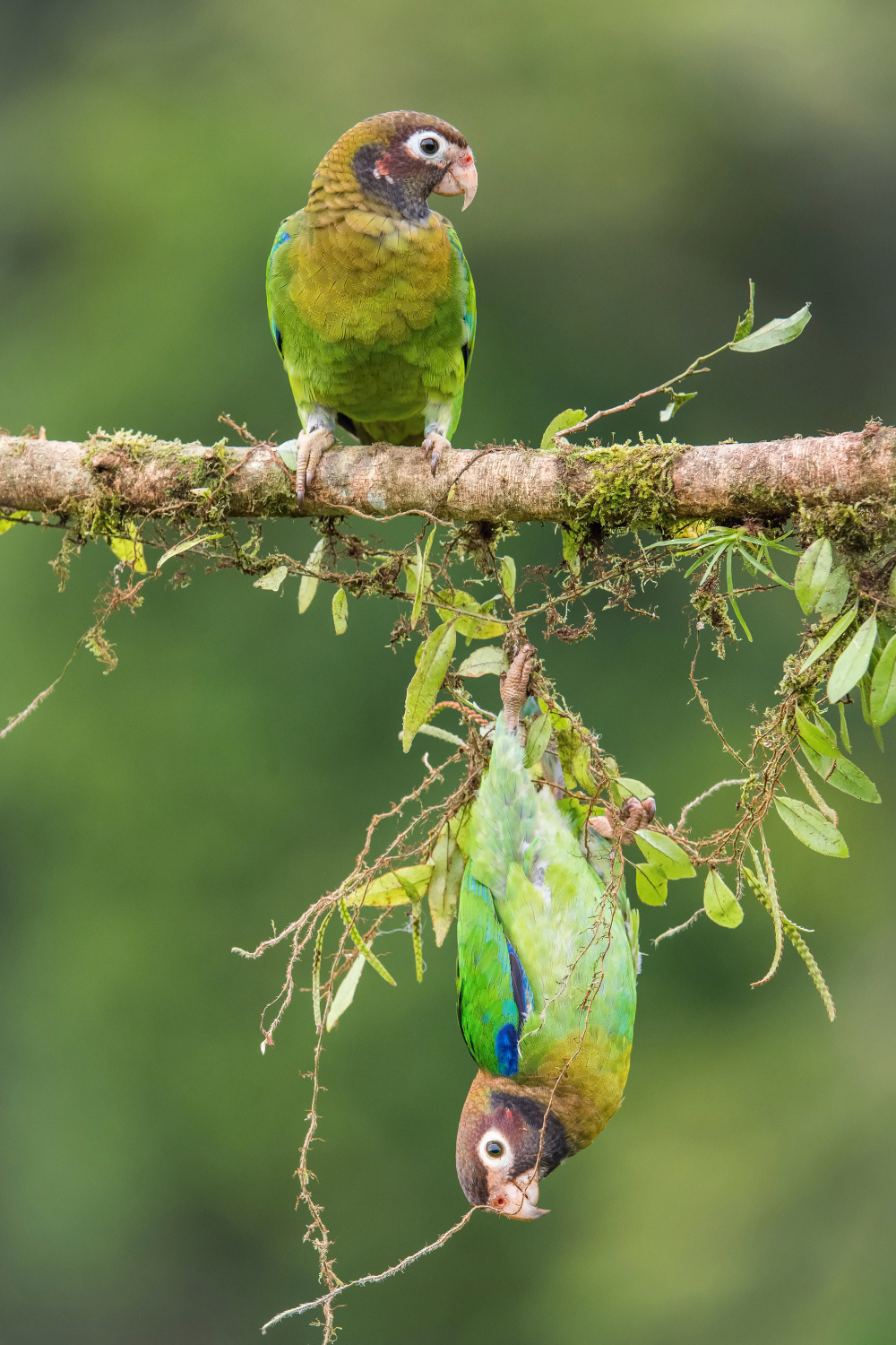 amazónek hnědohlavý (Pionopsitta haematotis) Brown-hooded parrot