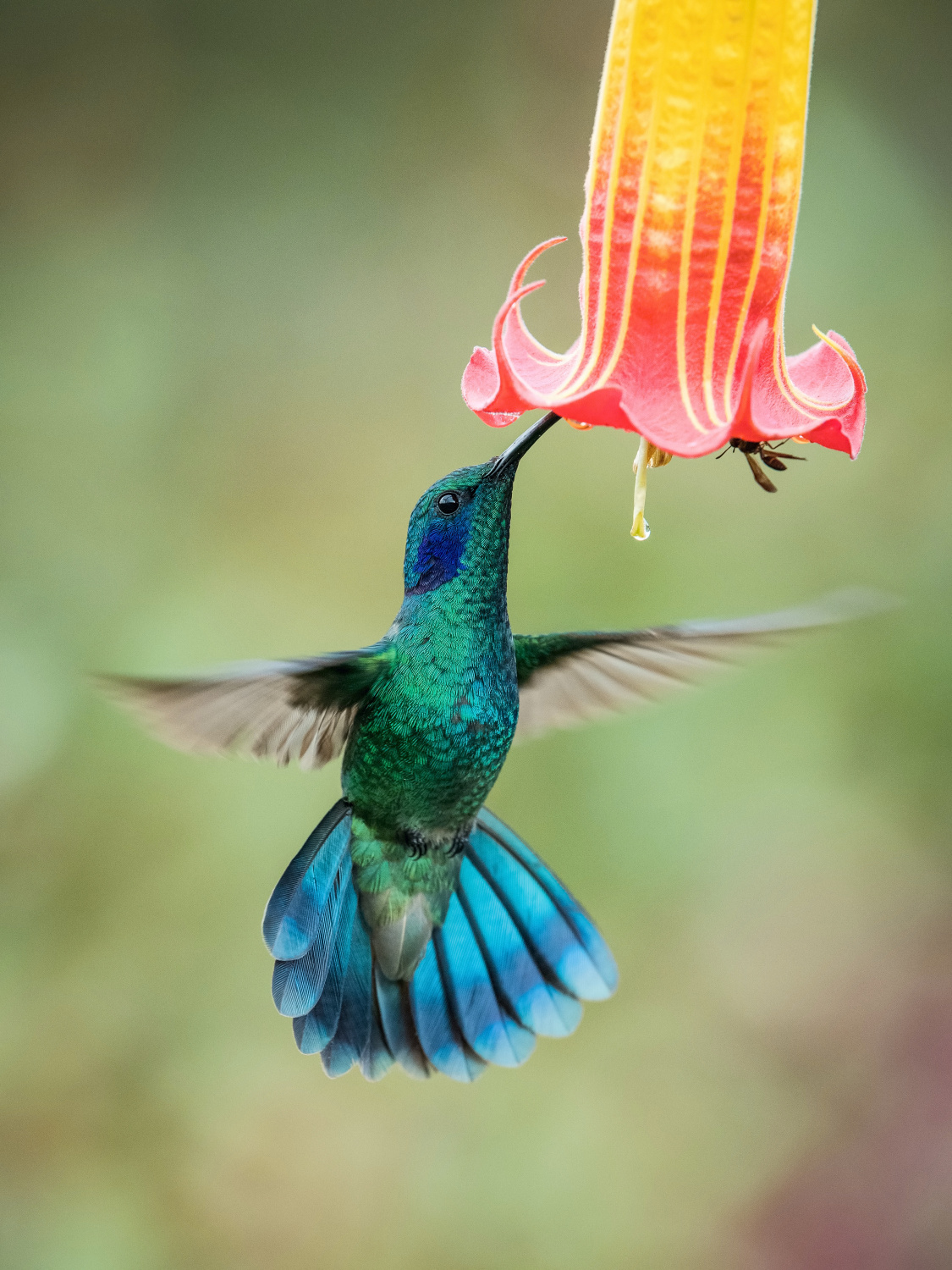 kolibřík zelený (Colibri thalassinus) Mexican violetear