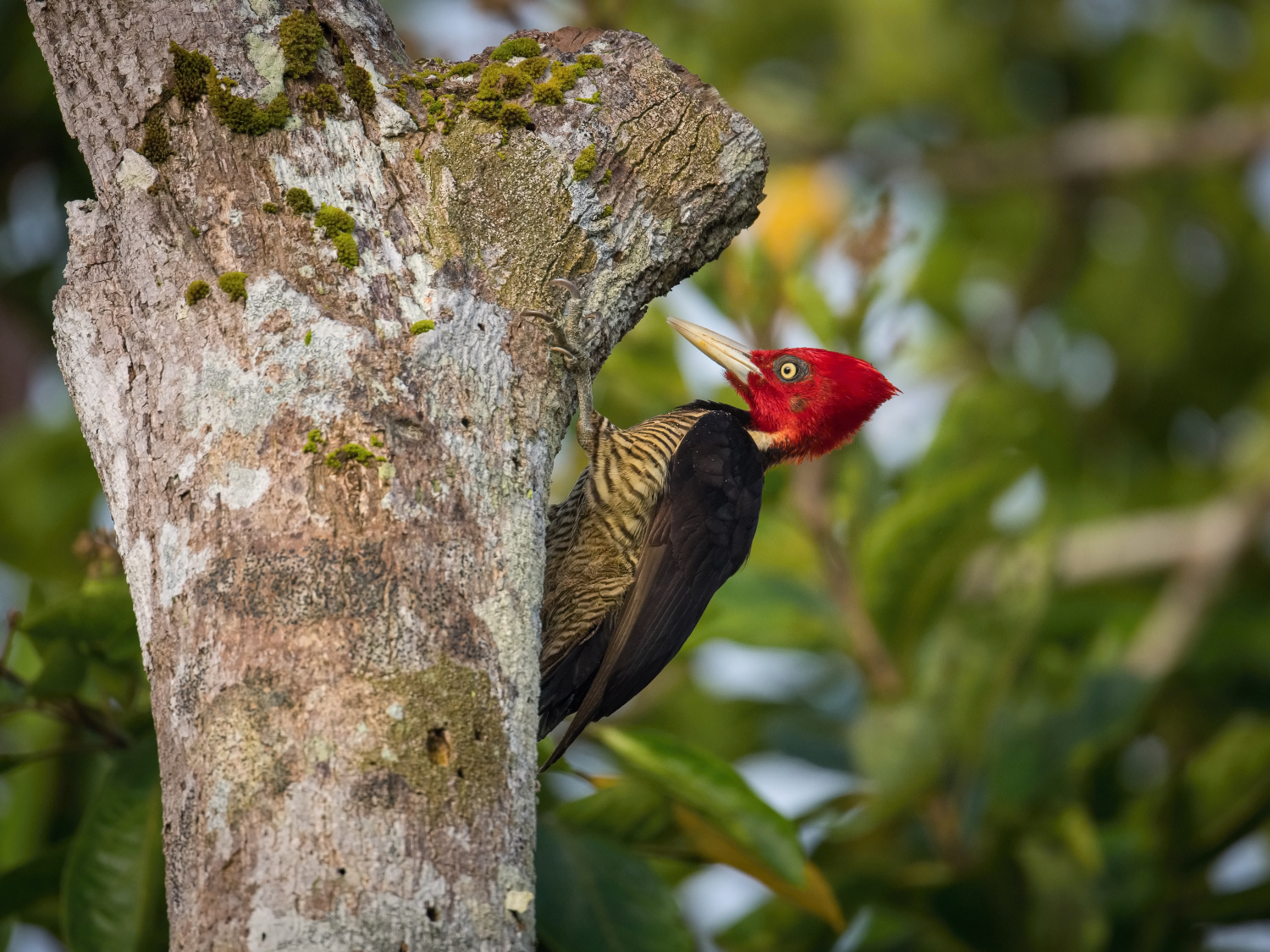 datel světlezobý (Campephilus guatemalensis) Pale-billed woodpecker