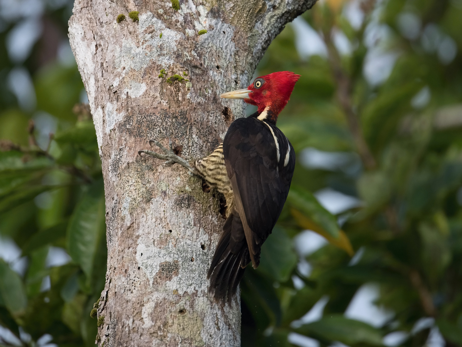 datel světlezobý (Campephilus guatemalensis) Pale-billed woodpecker