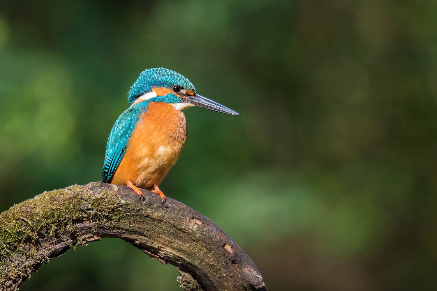 ledňáček říční (Alcedo atthis) Common kingfisher