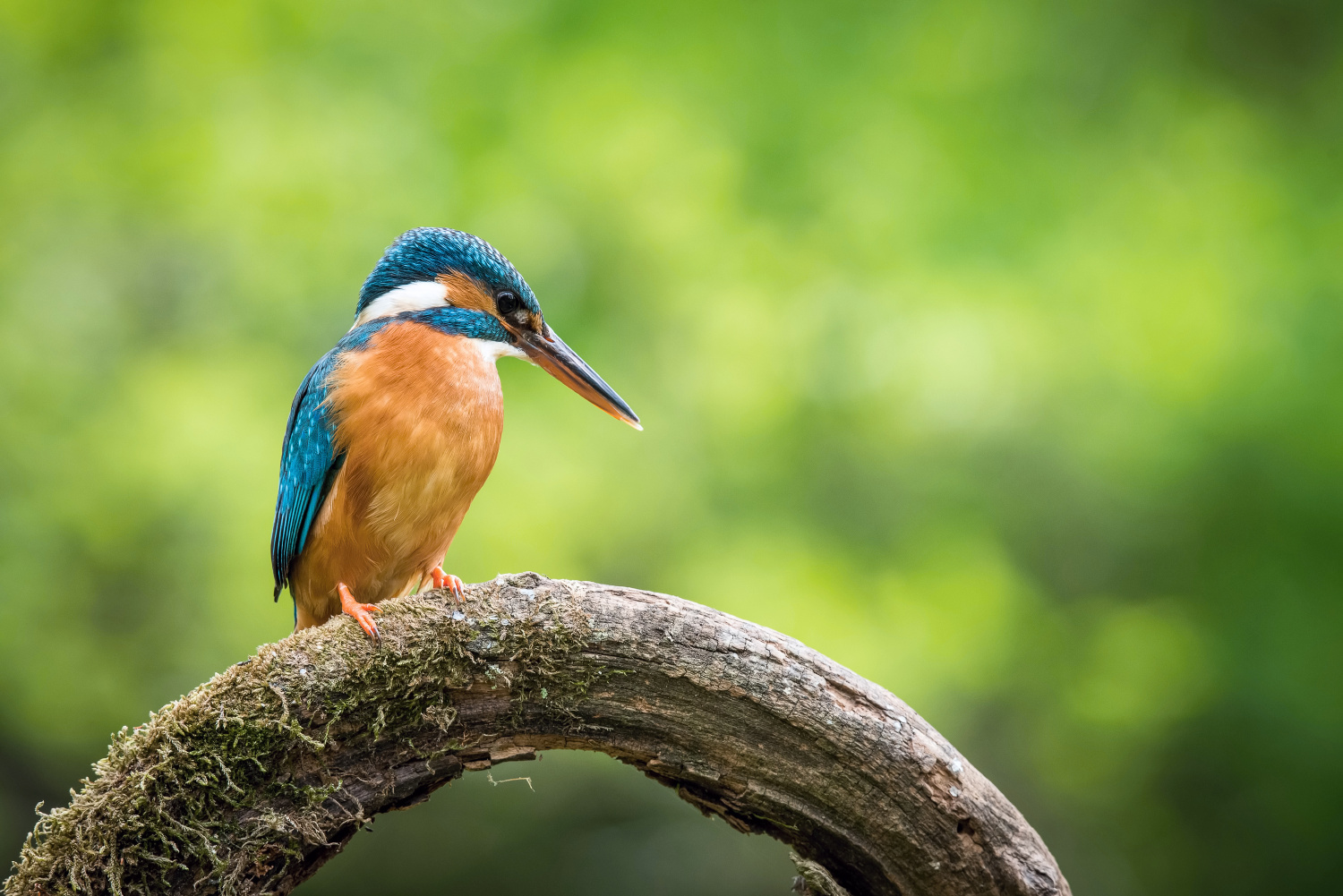 ledňáček říční (Alcedo atthis) Common kingfisher