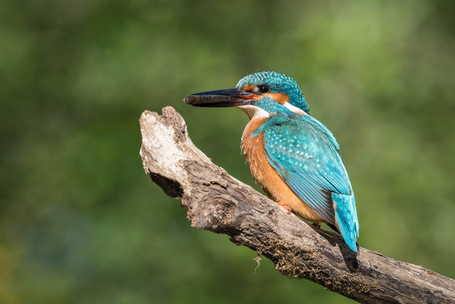 ledňáček říční (Alcedo atthis) Common kingfisher