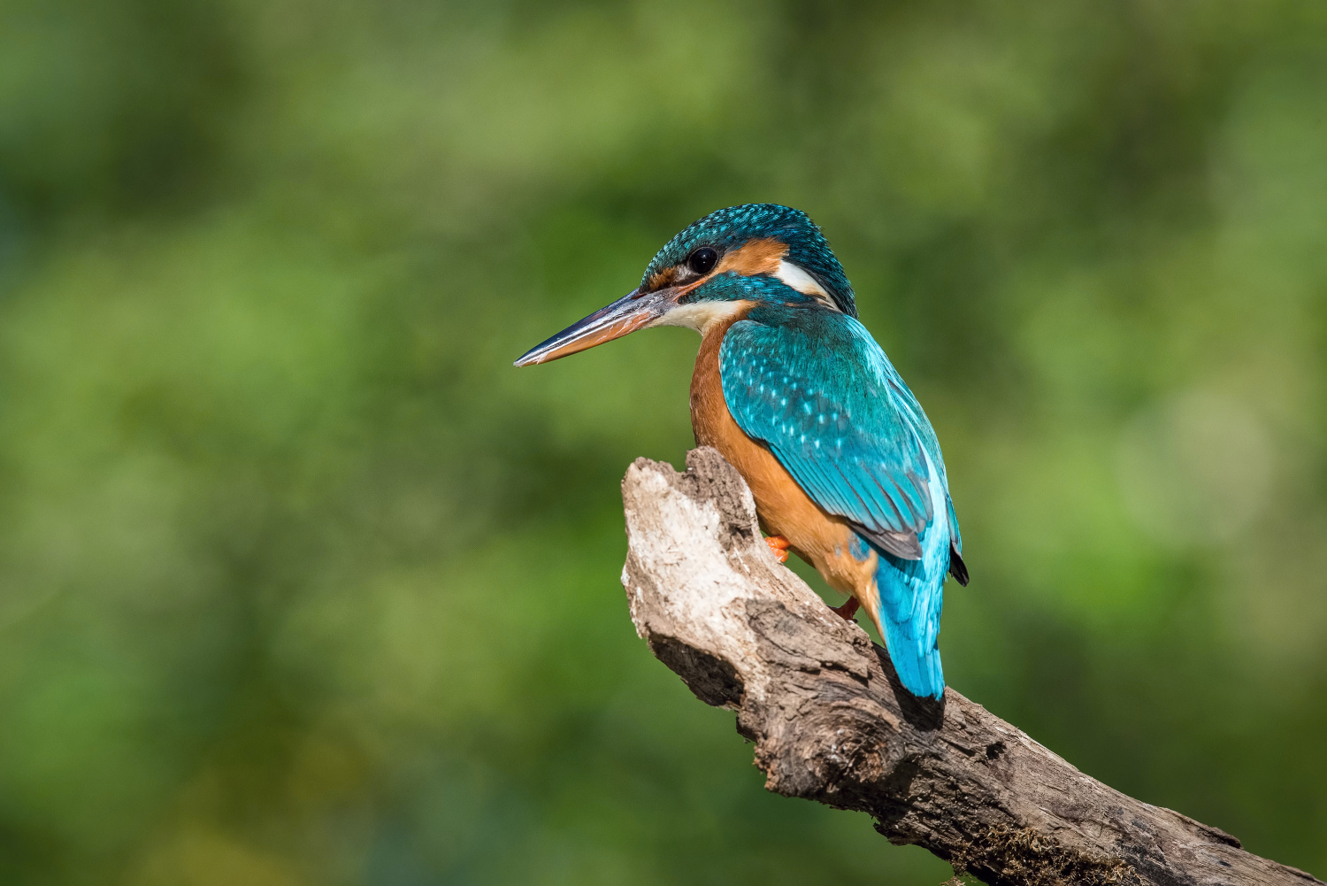 ledňáček říční (Alcedo atthis) Common kingfisher