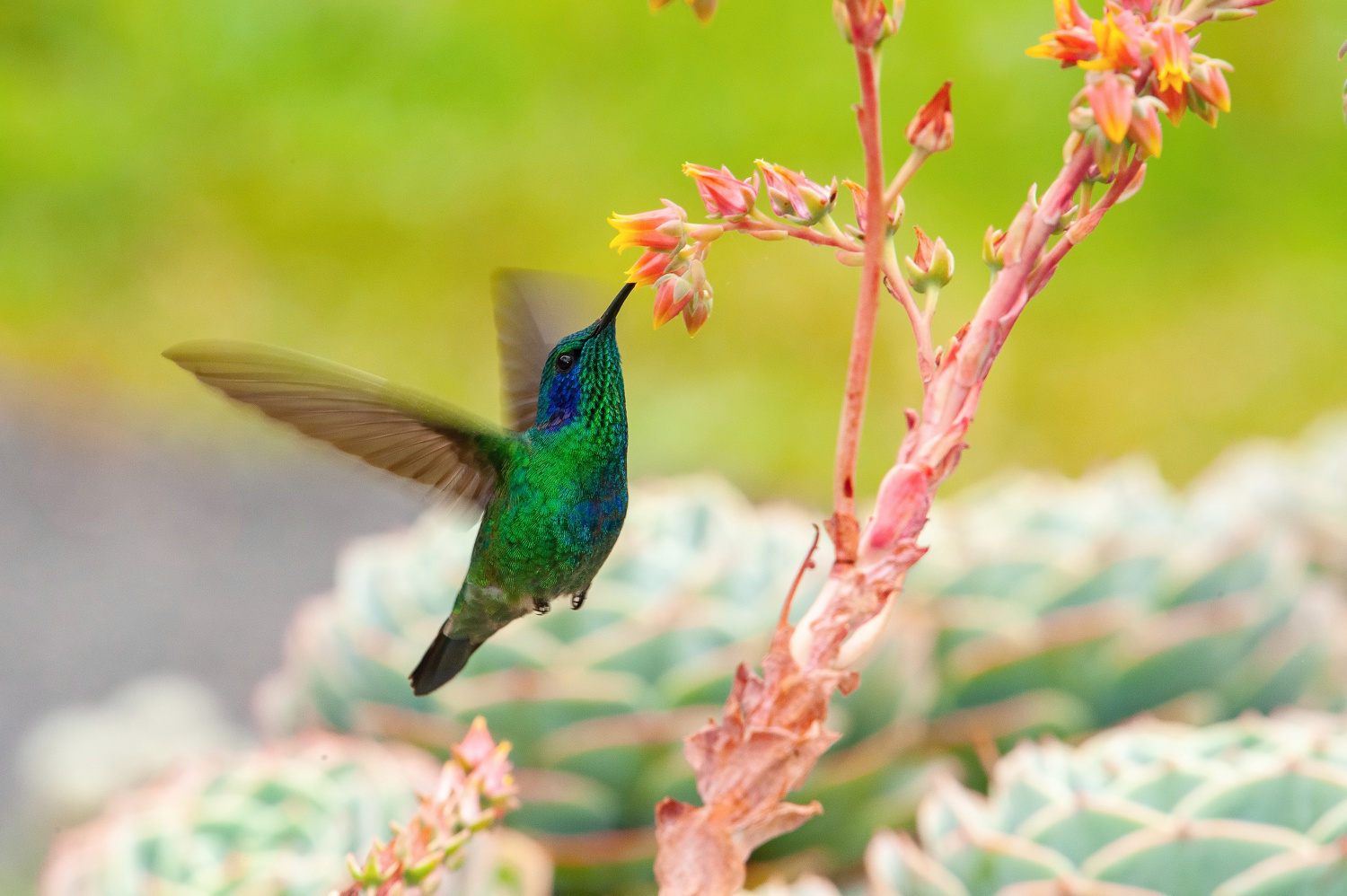 kolibřík zelený (Colibri thalassinus) Mexican violetear
