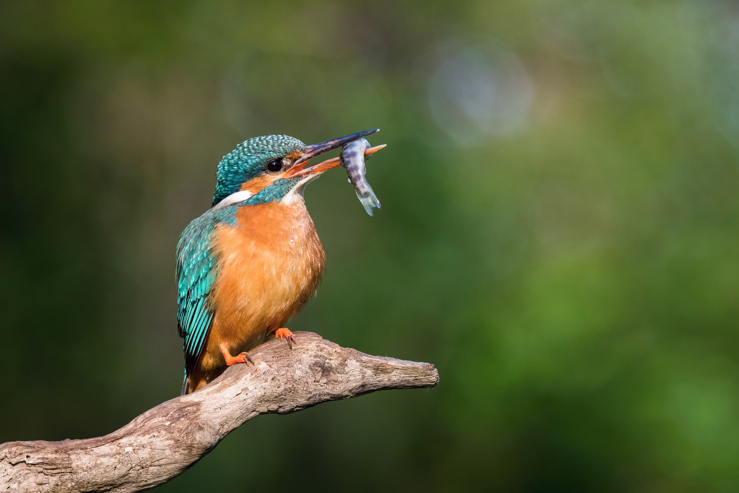 ledňáček říční (Alcedo atthis) Common kingfisher