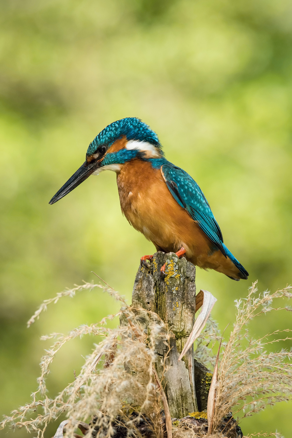 ledňáček říční (Alcedo atthis) Common kingfisher