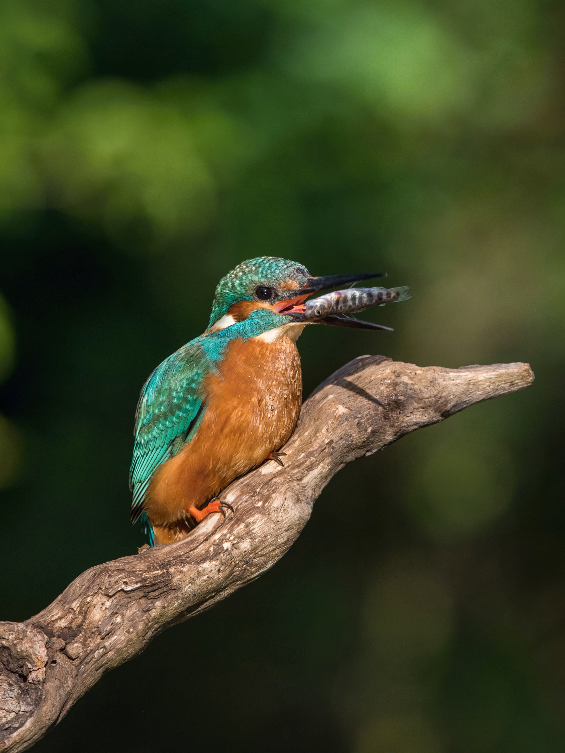 ledňáček říční (Alcedo atthis) Common kingfisher