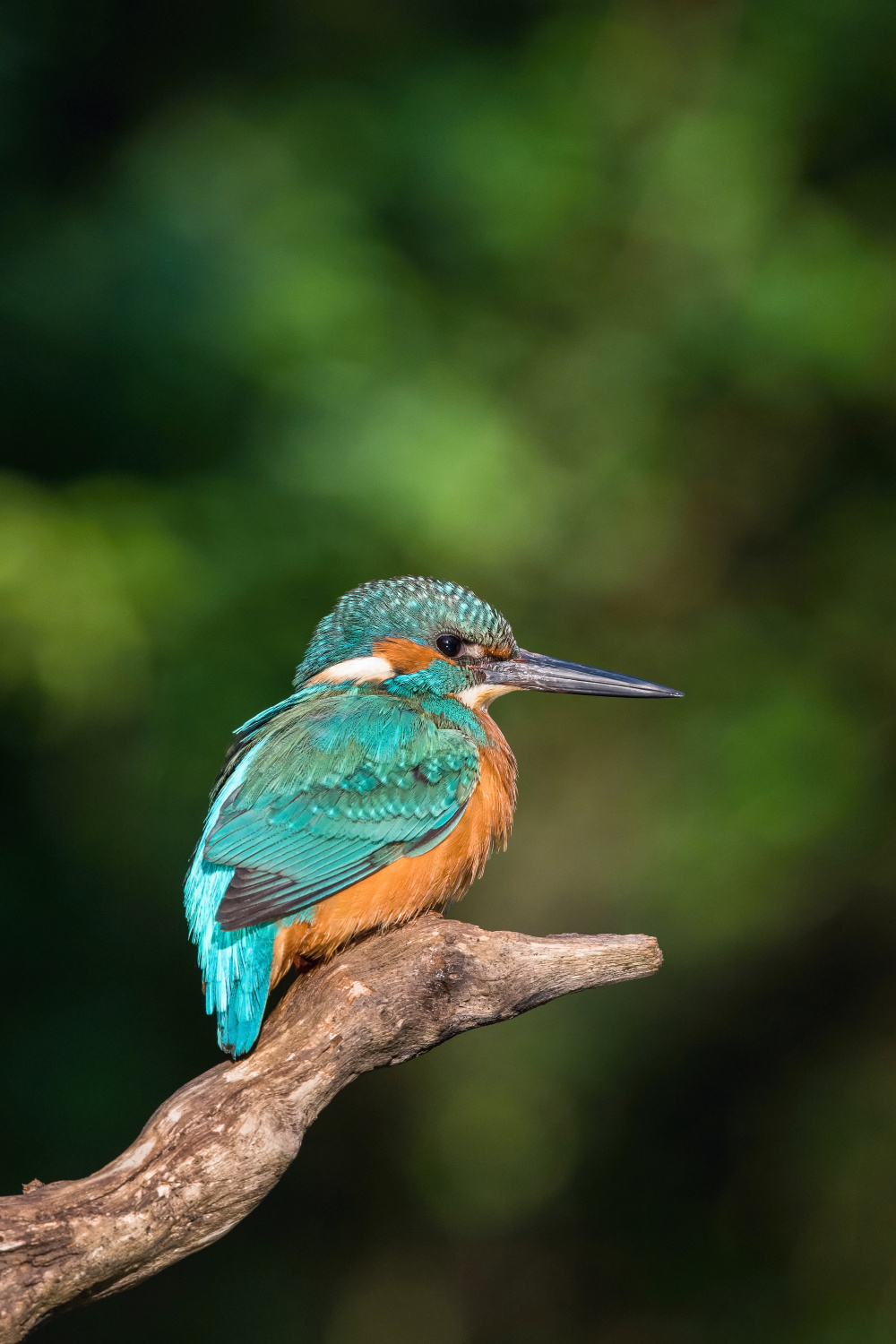 ledňáček říční (Alcedo atthis) Common kingfisher